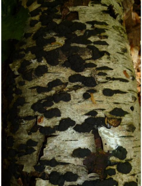 On birch wood in Brentwood, UK.